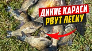 Дикие караси рвут леску. Жор карася на диком о
Дикие караси рвут леску. Жор карася на диком озере.
