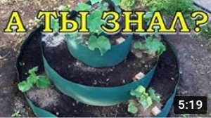 ОГУРЦЫ на второй оборот в многоярусной клумбе ПОШАГОВО