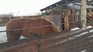 Болезни лошадей. Паразиты. Глисты.Лечение.