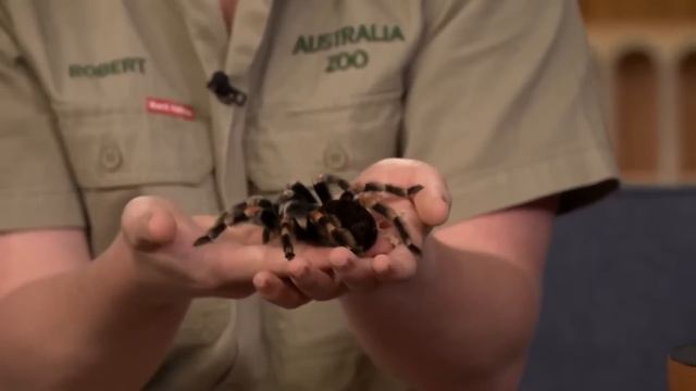 Funny | Hilarious | Kevin Hart Freaking Scared of  Animals #KevinHart #Scared #Animals