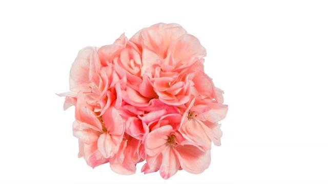 Focus Products 2017 смотреть онлайн