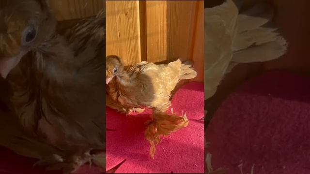 Германия голуби и голубятня. Двухчубые голуби. Tauben. Pigeons. Palomas. Pombos. الحمام کبوترها