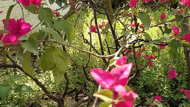 Bougainvillea | Background Music: Cuckoo | Lockdown: Earth Rejuvenating смотреть онлайн