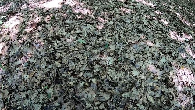 ГРИБОВ ТЬМА!.Только нужно УМЕТЬ ИСКАТЬ!..Прячутся и НЕ УВИДИШЬ СРАЗУ!