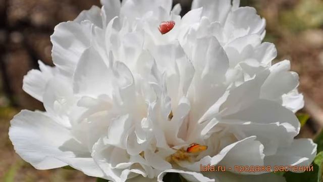 Пион древовидный Белая башня (paeonia suffruticosa) ? обзор: как сажать, саженцы пиона Белая башня