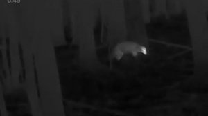 Pulsar Axion XM30F BORSUKI  (Badger)