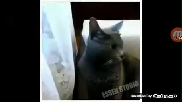 Озвучка смешных котов смотреть онлайн