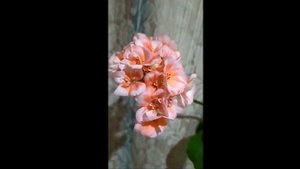 Лучшие сортовые пеларгонии. Достоинства зональной пеларгонии Morfar. Начало цветения. О формировке