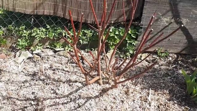 Серебристо-бордовый сад в апреле, наводим порядок! Названия растений! смотреть онлайн