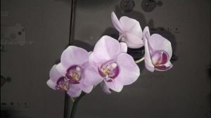 Орхидея без названия, цветёт через 2 года после реанимации