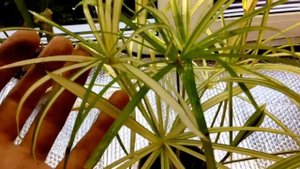 Циперус Вариегантный