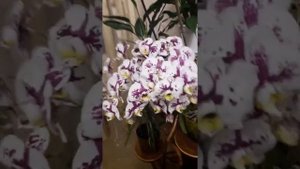 Чесночная вода для орхидей
