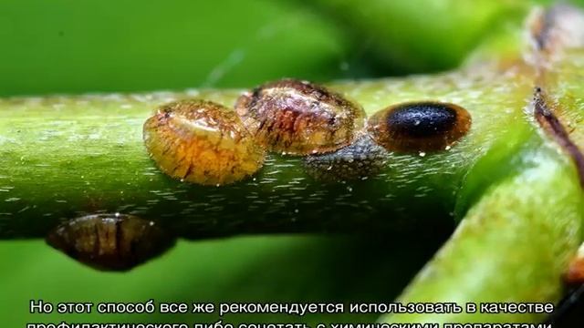 Вредители роз и борьба с ними —  как избавиться