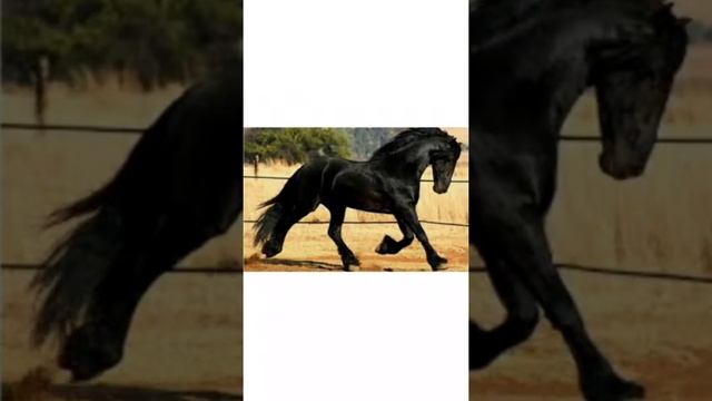 породы лошадей которые должны знать начинающие конники ?