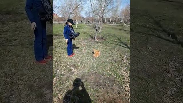 Астана! Руби-кошка на прогулке