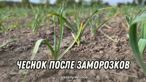 #чеснок после заморозков