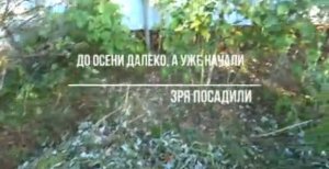 ЖИЗНЬ В СВОЕМ ДОМЕ? ДО ОСЕНИ ДАЛЕКО ,А УЖЕ НАЧАЛОСЬ. ЗРЯ ПОСАДИЛИ?
