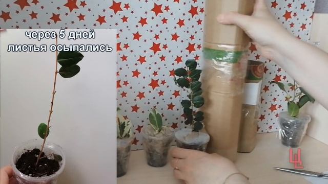 распаковка посылки № 5 с фикусами | фикусы почтой | пополнение коллекции смотреть онлайн