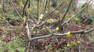 Инжир обзор весенних прививок