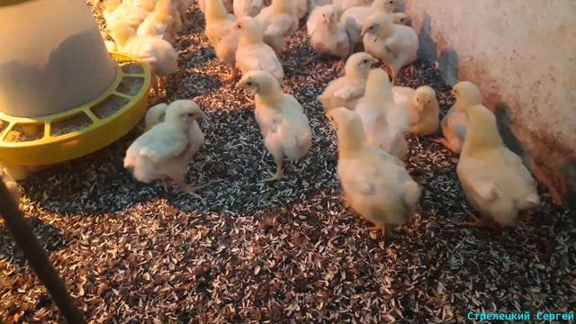 Витамины для бройлеров! Какие выбрать!