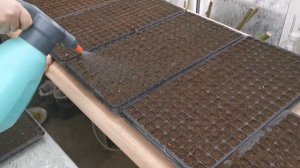 Посадка кустовой петунии.