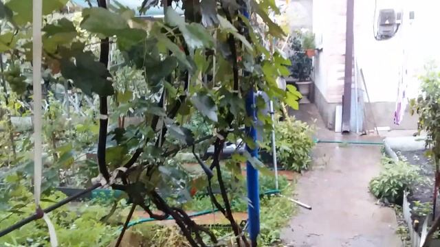 ✔Даю Курам Витамины для 100% Яйценоскости!//Что Увеличивает Яйценоскость у Кур Зимой и Летом?!