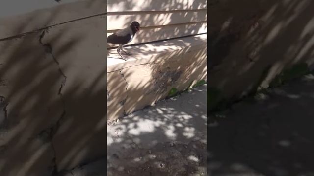 Ворону приручили смотреть онлайн