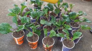 how to divide and propagate gerbera daisy plant | gerbera | daisy