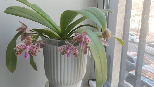 Species Spotlight | Phalaenopsis Hieroglyphica Orchid - 5 Minute Care & Culture ~Easy Growing Orchi смотреть онлайн