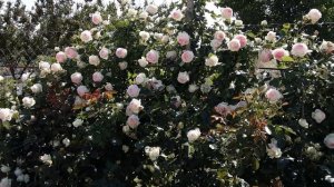 Роза шедевр - Пьер де ронсар или Эден Розе .Питомник роз Полины Козловой rozarium.biz