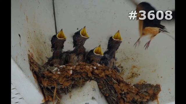 #3608. Ласточки (В мире животных) смотреть онлайн