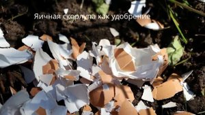 Яичная скорлупа на вес золота! Полезные способы применения