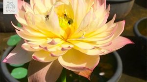 MY 10 FAVOURITE LOTUS VARIETIES