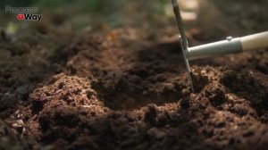 Как быстро улучшить почву без перекопки? Сеем сидераты!!