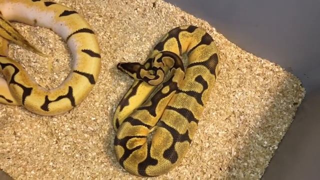 Ball Python Morph Spotlight:  Orange Dream Projects