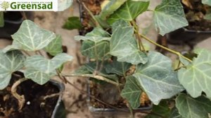 Плющ Hedera   видео обзор от Greensad
