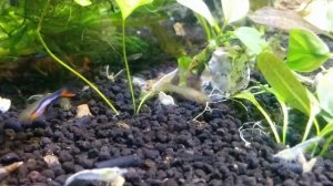Креветка Белая Жемчужина (Neocaridina cf. var. White Pearl) Снежинка