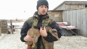 Как выбрать уток на племя!? Формирую родительское стадо! Крякающие утки!