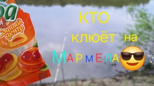 ЧТО КЛЮЁТ НА МАРМЕЛАД??? РЫБАЛКА НА ДОНУ.
