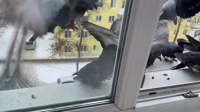 Скоро весна?а голуби всё здесь) #pigeon #голуби #зима #winter #перловка#птицы#птичка #любовьиголуби