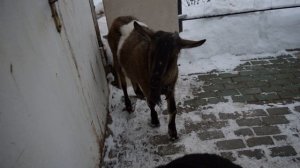 Козы в хозяйстве