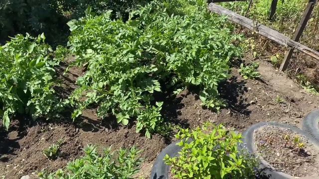 Ремонт старого домаСобираем урожайБорьба с сорняками.Repair of an old house/ Harvesting/Weed contro смотреть онлайн