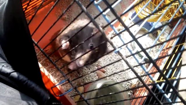 Крыса-анархистка смотреть онлайн