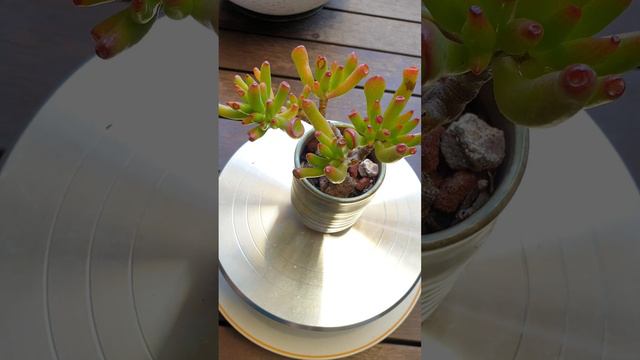 Crassula Oblique 'Gollum' 筒叶花月/吸财树