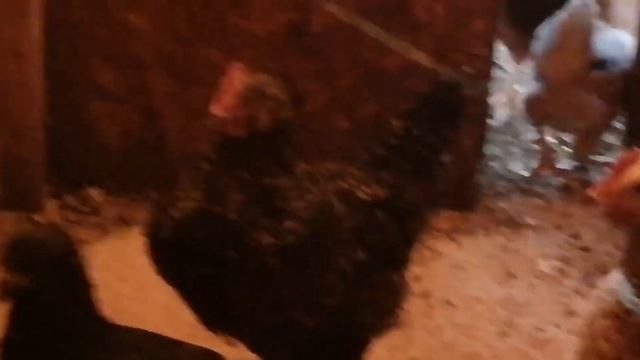 Как работают живые бактерии СКОТНЫЙ ДВОР смотреть онлайн