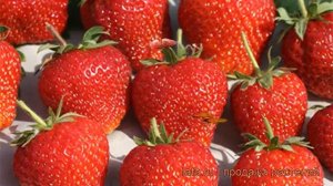 Земляника садовая Корона (fragaria ananassa korona) ? обзор: как сажать, рассада земляники Корона