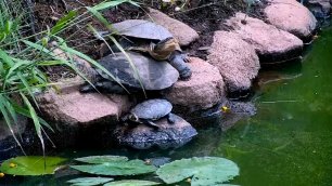 Wild Африка Капские черепахи - 'кастинг' невест для первоочередного спаривания :)