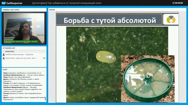 Феромонные ловушки для массового отлова Туты Абсолюты