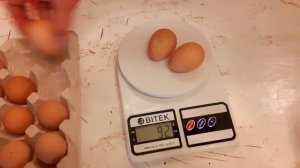 Цесарка белая волжская порода.Вес инкубационного яйца 38-53грамма