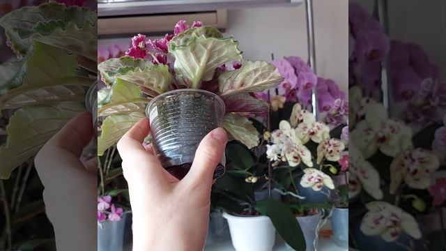 Фіалка Огненные Мотыльки